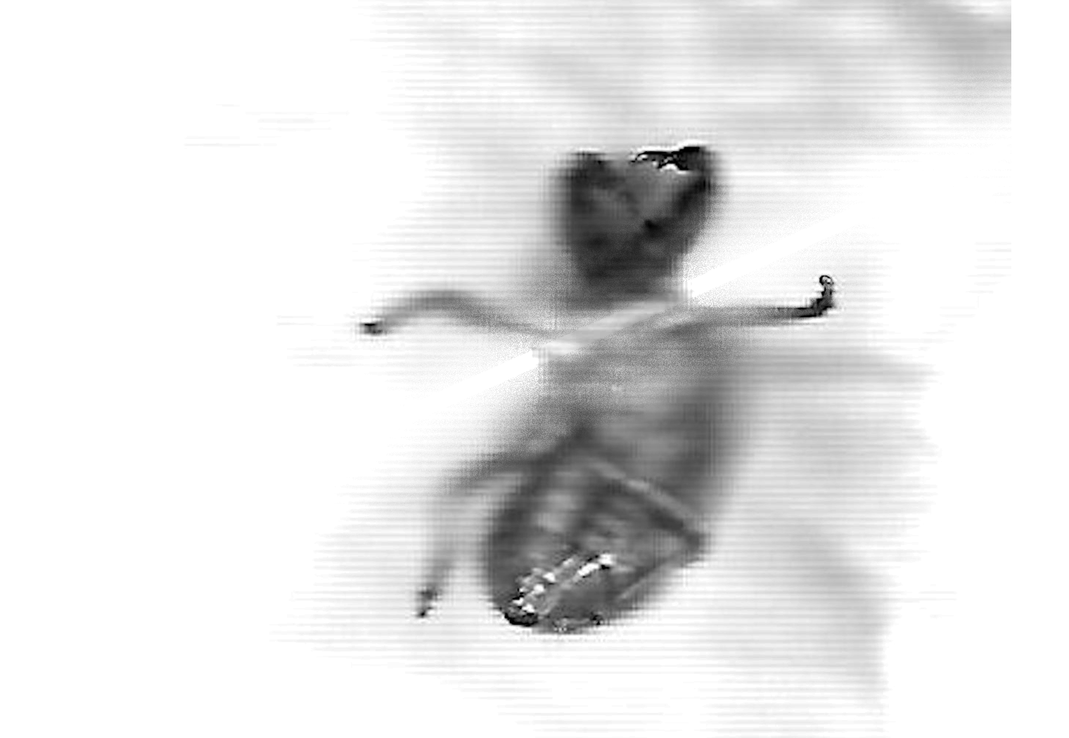 A Prayer in Waiting for the Cicada